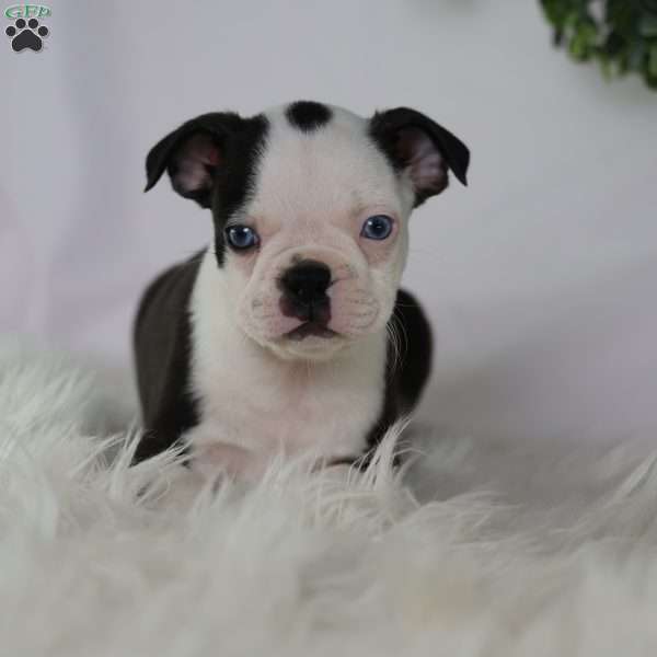 Bella, Boston Terrier Puppy